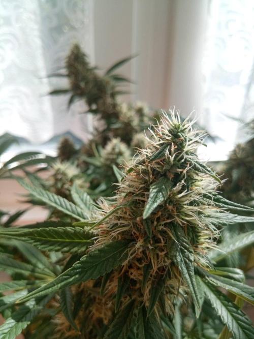 CCG OSS Projekt. Week 12