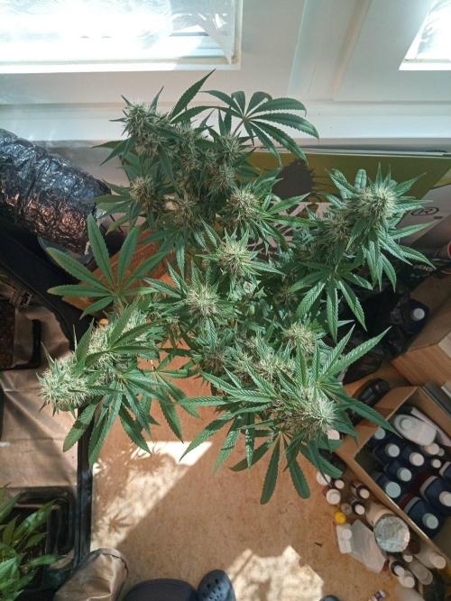 CCG OSS Projekt. Week 12