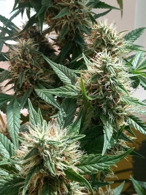Poison Cookies. Week 12