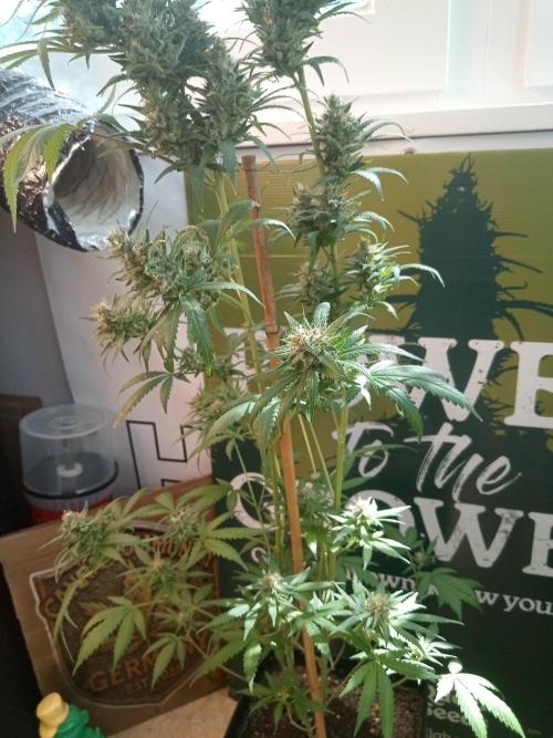 CCG OSS Projekt. Week 14