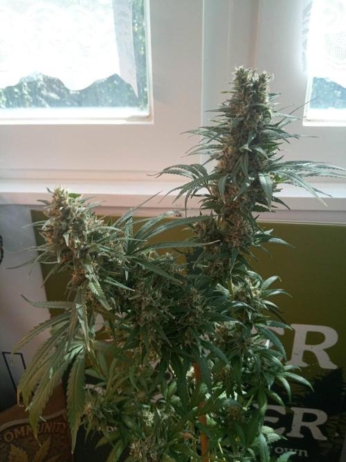 CCG OSS Projekt. Week 14