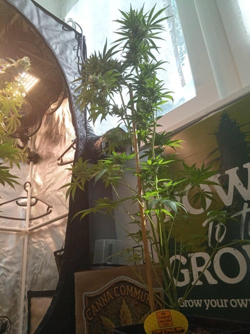CCG OSS Projekt. Week 14