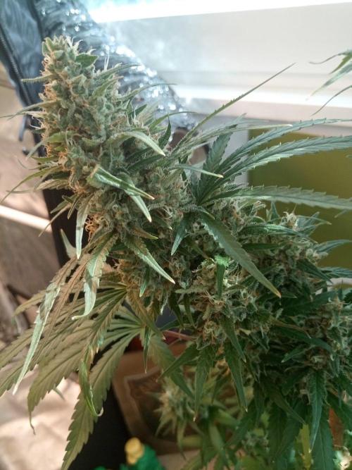 CCG OSS Projekt. Week 14