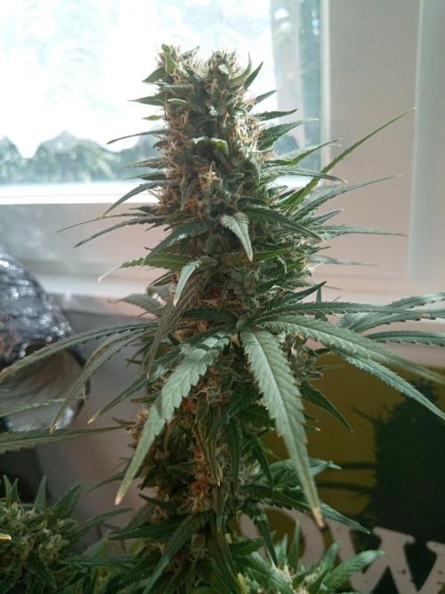CCG OSS Projekt. Week 14