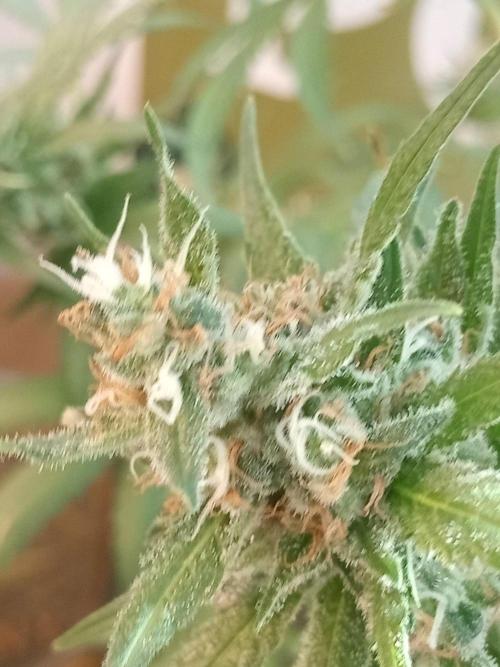 CCG OSS Projekt. Week 14