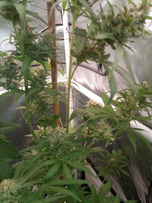 CCG OSS Projekt. Week 14