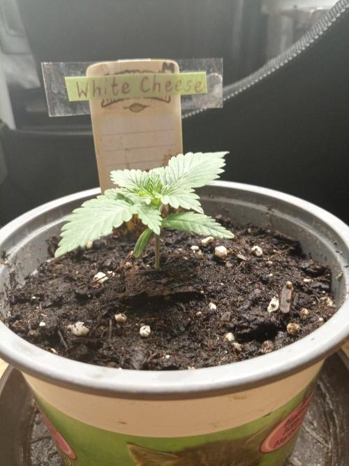 CCG SS Projekt. Week 1