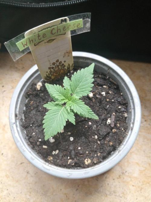 CCG SS Projekt. Week 1