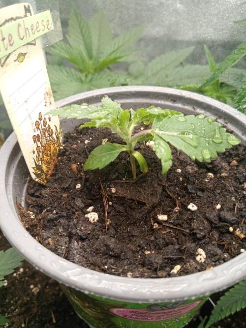 CCG SS Projekt. Week 1