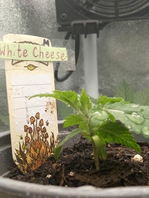 CCG SS Projekt. Week 1