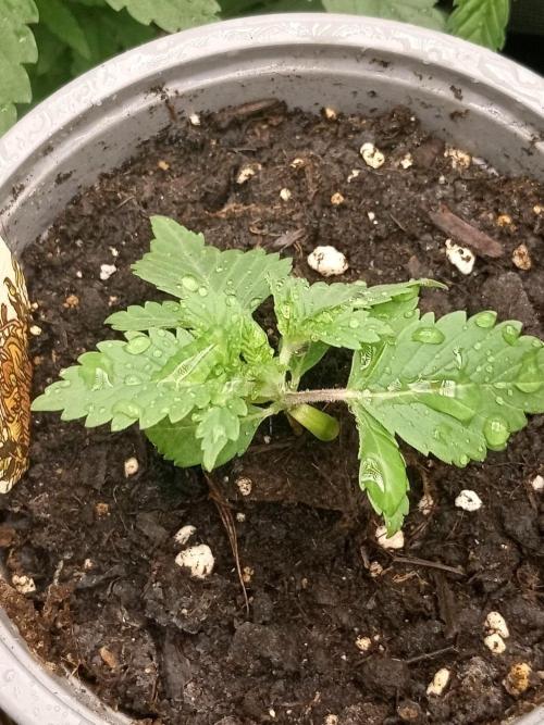CCG SS Projekt. Week 1
