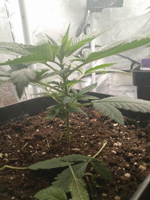 CCG SS Projekt. Week 3