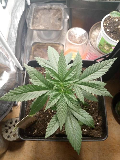 CCG SS Projekt. Week 3