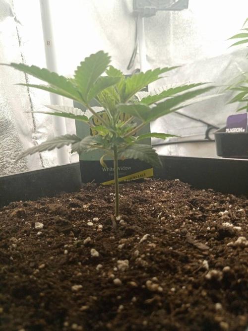 CCG SS Projekt. Week 3