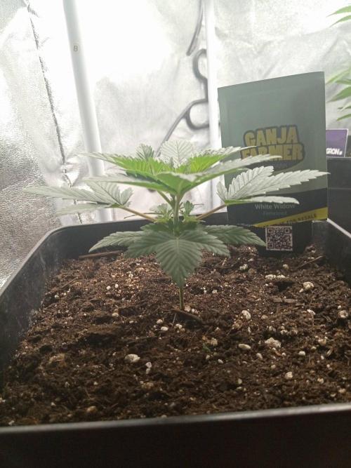 CCG SS Projekt. Week 3