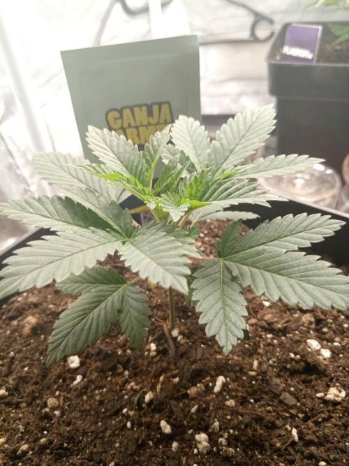 CCG SS Projekt. Week 3