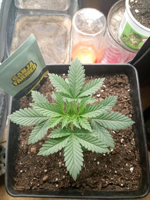 CCG SS Projekt. Week 3