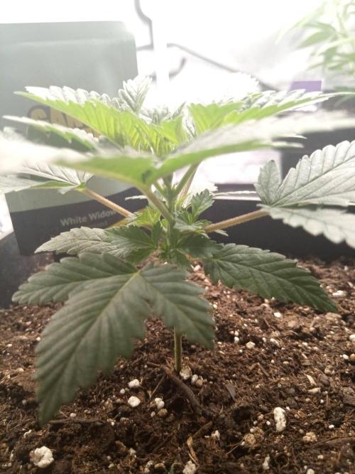 CCG SS Projekt. Week 3