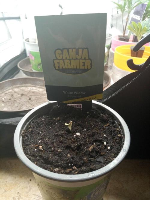Ganja Farmer. Week 0