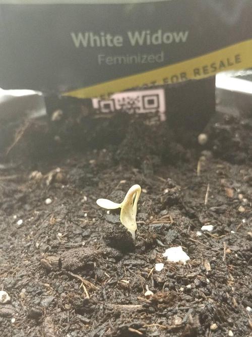 Ganja Farmer. Week 0