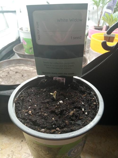 Ganja Farmer. Week 0