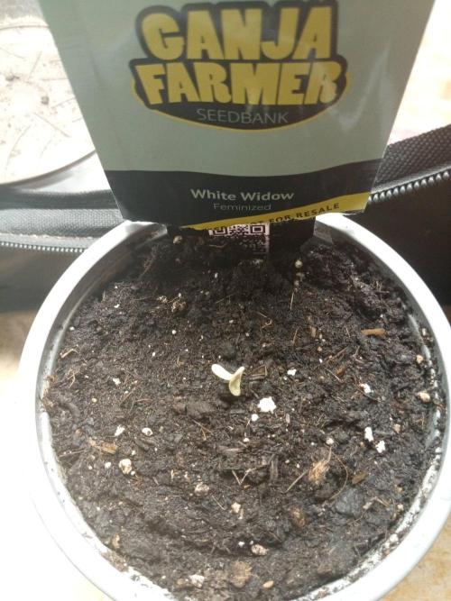 Ganja Farmer. Week 0