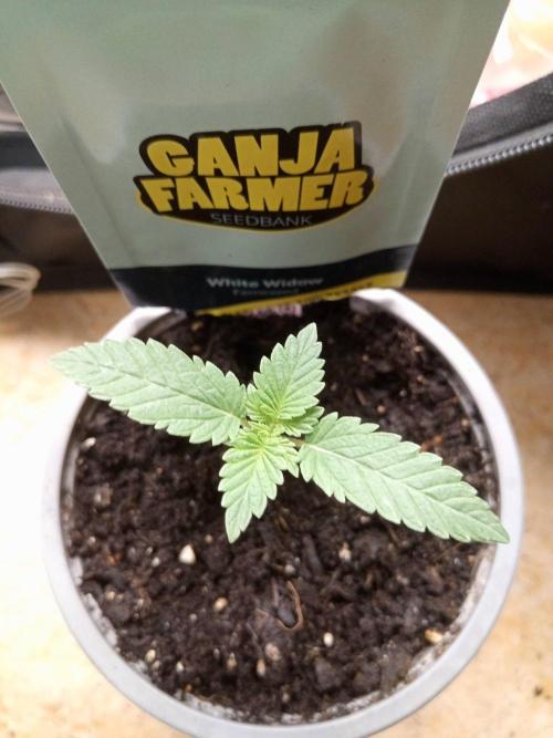 White Widow. Week 1