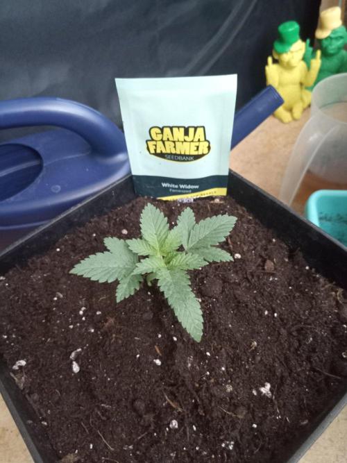 Ganja Farmer. Week 2