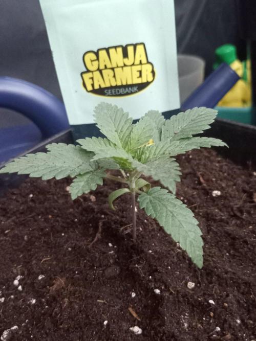 Ganja Farmer. Week 2