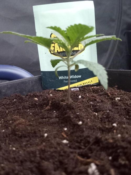 Ganja Farmer. Week 2