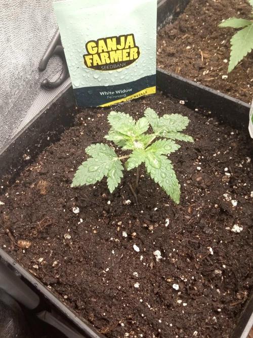 Ganja Farmer. Week 2