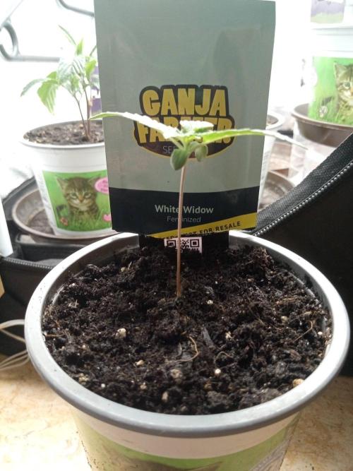 Ganja Farmer. Week 1