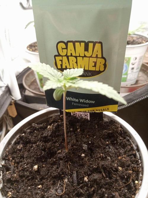 Ganja Farmer. Week 1