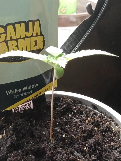 Ganja Farmer. Week 1