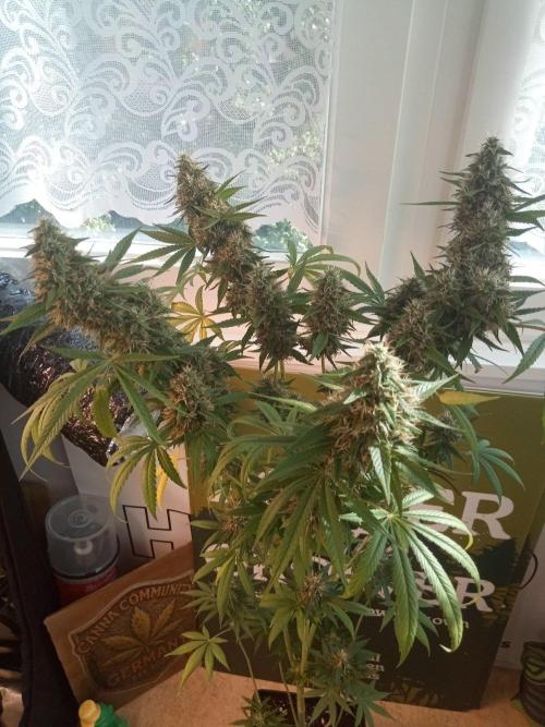 CCG OSS Projekt. Week 13
