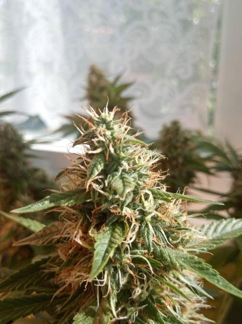 CCG OSS Projekt. Week 13