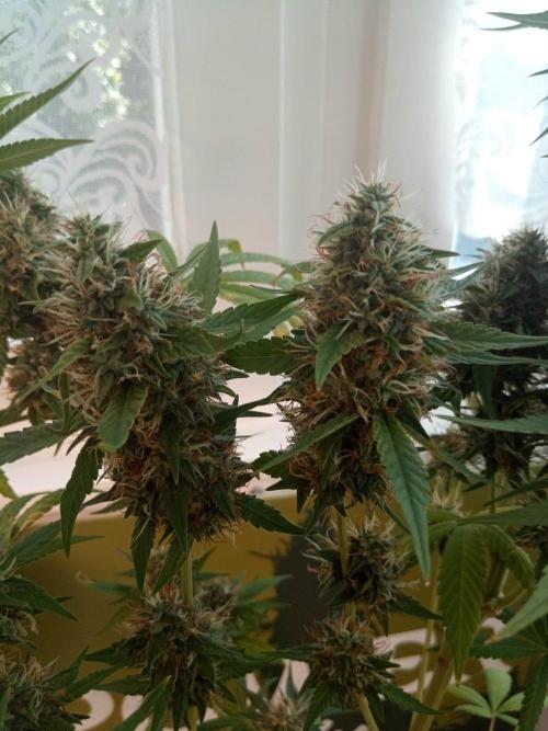 CCG OSS Projekt. Week 13