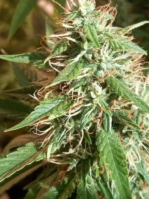 CCG OSS Projekt. Week 13