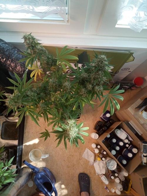 CCG OSS Projekt. Week 13