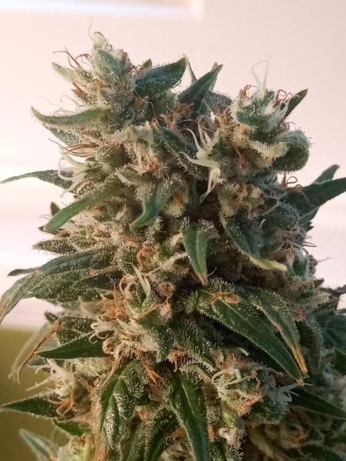 CCG OSS Projekt. Week 15