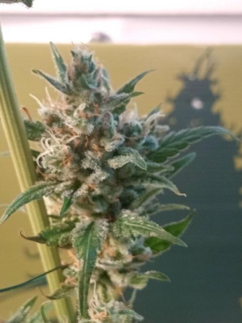 CCG OSS Projekt. Week 15