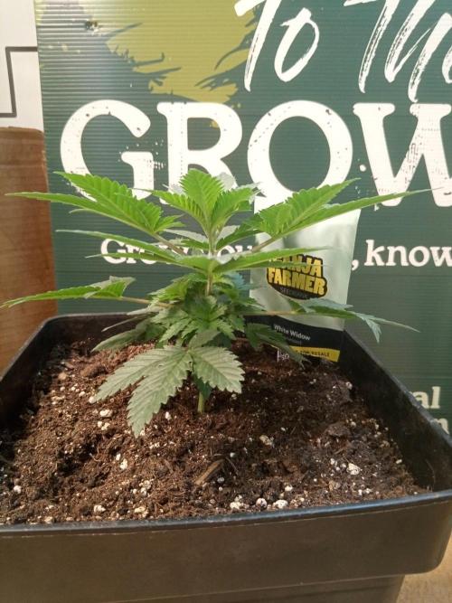 Ganja Farmer. Week 3
