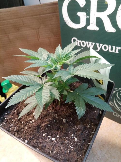Ganja Farmer. Week 3
