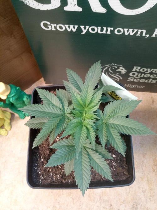Ganja Farmer. Week 3