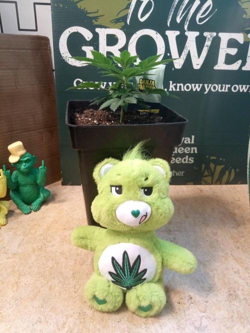 Ganja Farmer. Week 3