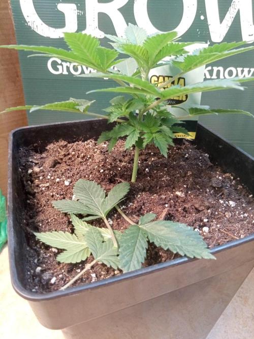 Ganja Farmer. Week 3