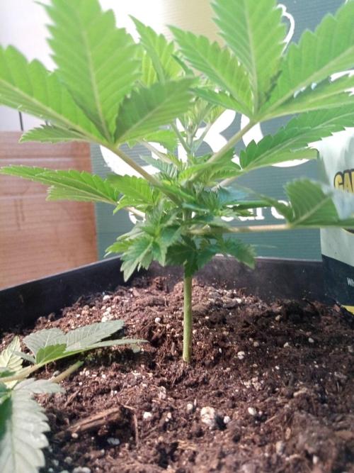 Ganja Farmer. Week 3