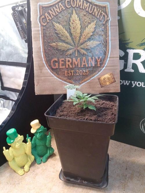 CCG SS Projekt. Week 2