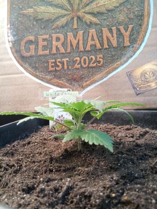 CCG SS Projekt. Week 2