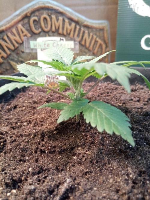 CCG SS Projekt. Week 2